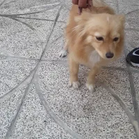 نژاد پامر روباهی جنسیت ماده