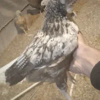 جوجه مرغ محلی|حیوانات مزرعه|تویسرکان, |دیوار