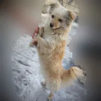سگ پاپی