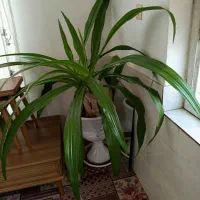 یک جفت گل ذرتئ  بزرگ وسالم وشاداب