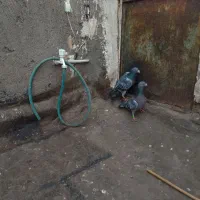 ۴عدد کفتر|پرنده|مشهد, محمدآباد|دیوار