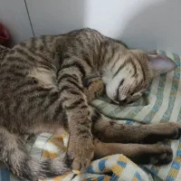 گربه گمشده|گربه|شیراز, مهدی‌آباد|دیوار