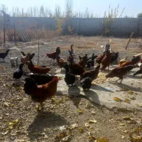 لاری محلی|پرنده|سلماس, |دیوار