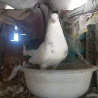 کفتر