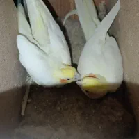 عروس هلندی|پرنده|تربت جام, جامرود|دیوار