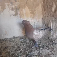 کفتر طوقی کله سینه|پرنده|شیراز, دکتر حسابی|دیوار