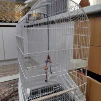 عروس هلندی نر سخنگو دستی همراه قفس|پرنده|تهران, مقدم|دیوار