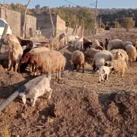 گوسفندداشتی|حیوانات مزرعه|الشتر, |دیوار