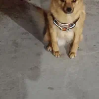 حیوان خانگی