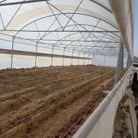 فروش گلخانه خانگی 300متری کاشته شده سوران هست|فروش دفتر صنعتی، کشاورزی، تجاری|سیب و سوران, |دیوار