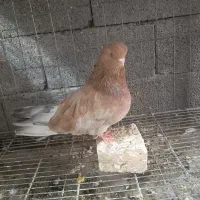 کبوتر|پرنده|میانه, |دیوار