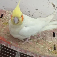 مرغ عشق پروانه ایی|پرنده|بندر امام خمینی, |دیوار