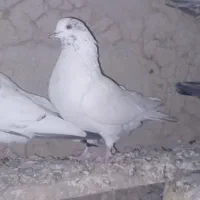 ۹ عدد پرشی به شرط|پرنده|نمین, |دیوار