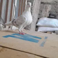 ماهشهر|پرنده|بندر ماهشهر, |دیوار