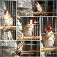 سهره نر وماده