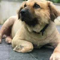 واگذاری سگ ماده میکس اشپیتز ۵ ساله عقیم شده