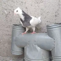 جوجه گرفتنی