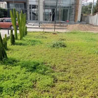 باغبانی و هرس کاری|خدمات باغبانی و درختکاری|نوشهر, |دیوار