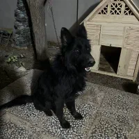 سگ ژرمن بلک