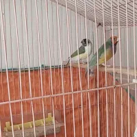گلدین مولد و تازه کار و بنگالی جوجه بزرگ کن