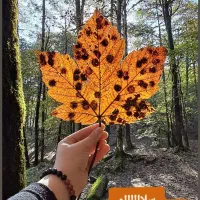 یک تکه طلا پیدا شده