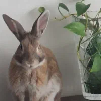 یه عدد خرگوش گمشده