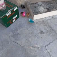 5عددجوجه 2تارنگی و3تاکردی