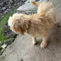 واگذاری سگ پشمالو