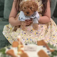 پودل توی دوماهه