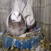 کفتر.طوقی. جفتی