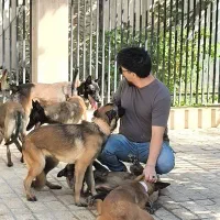 فروش تعدادی سگ مولد ژرمن گلدن مالینویز