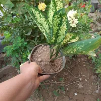 انواع گل وگیاه آپارتمانی