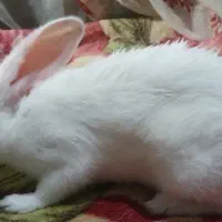 خرگوش سفید دو ماهه نر و ماده