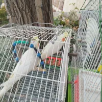 عروس هلندی جفت|پرنده|پاوه, |دیوار
