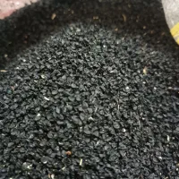بذر پیاز مینروا آرژانتین به فروش میرسد|خدمات باغبانی و درختکاری|عنبرآباد, |دیوار