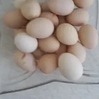 تخم مرغ نطفه دار ۱۰۰/ مرندی و  ایسباروجوجه مرندی