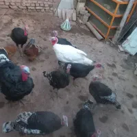 فروش بوقلمون جوان نر و ماده