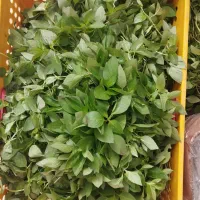 استخدام نیروی خانم