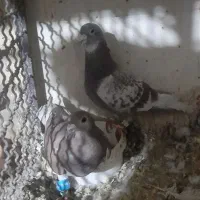 نرماده|پرنده|زاوه, |دیوار