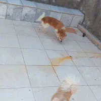 پامر روباهی واگذاری رایگان|سگ|جم, |دیوار