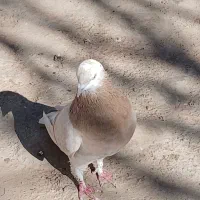 کبوتر|پرنده|کوهدشت, |دیوار