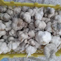 سیر امسال خشک