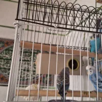 فروش ۲ جفت مرغ عشق سالم و سرحال