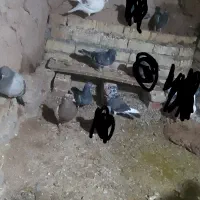 المانی|پرنده|تربت جام, جامرود|دیوار