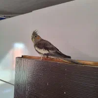 عروس هلندی|پرنده|رشت, باهنر|دیوار