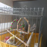 دوعدد عروس هلندی نر