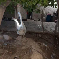 غوغاز.غاز|حیوانات مزرعه|شیراز, حومه شیراز|دیوار