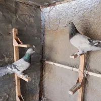 جفت سبز سوسنی پرشی نر بازیکن