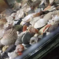 100عدد حلزون رامشور|ماهی|ری, علایین|دیوار