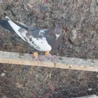 کفتر پرشی نر|پرنده|محمدیه-قزوین, |دیوار